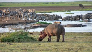 Tanzania Family Safari Holidays